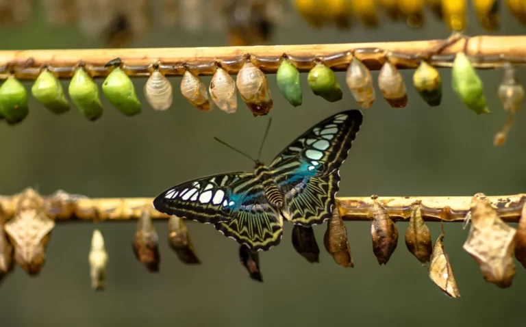 Schmetterling zwischen Puppen und Kokons